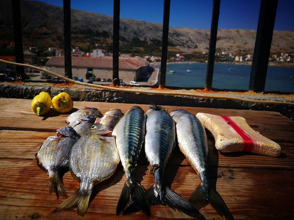 fish damjan bistricic